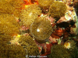 Beautiful Anemone by Helen Hansen 